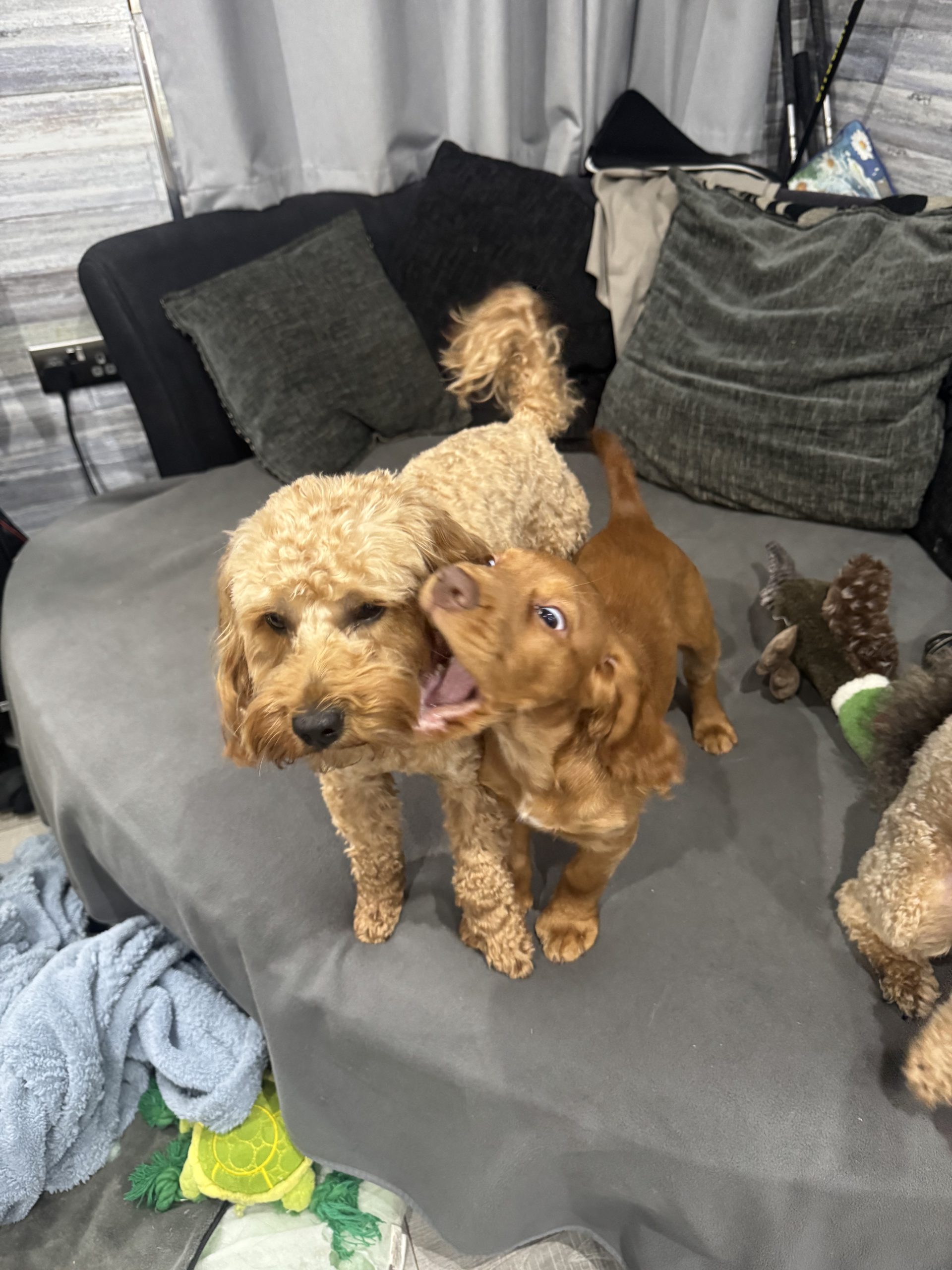 Working Cocker Spaniel playing with Older dog