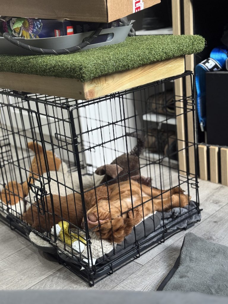 Cute Working Cocker Spaniel sleeping