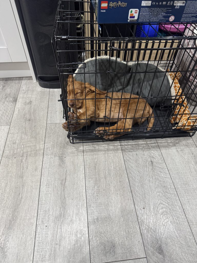 Working Cocker Spaniel puppy sleeping
