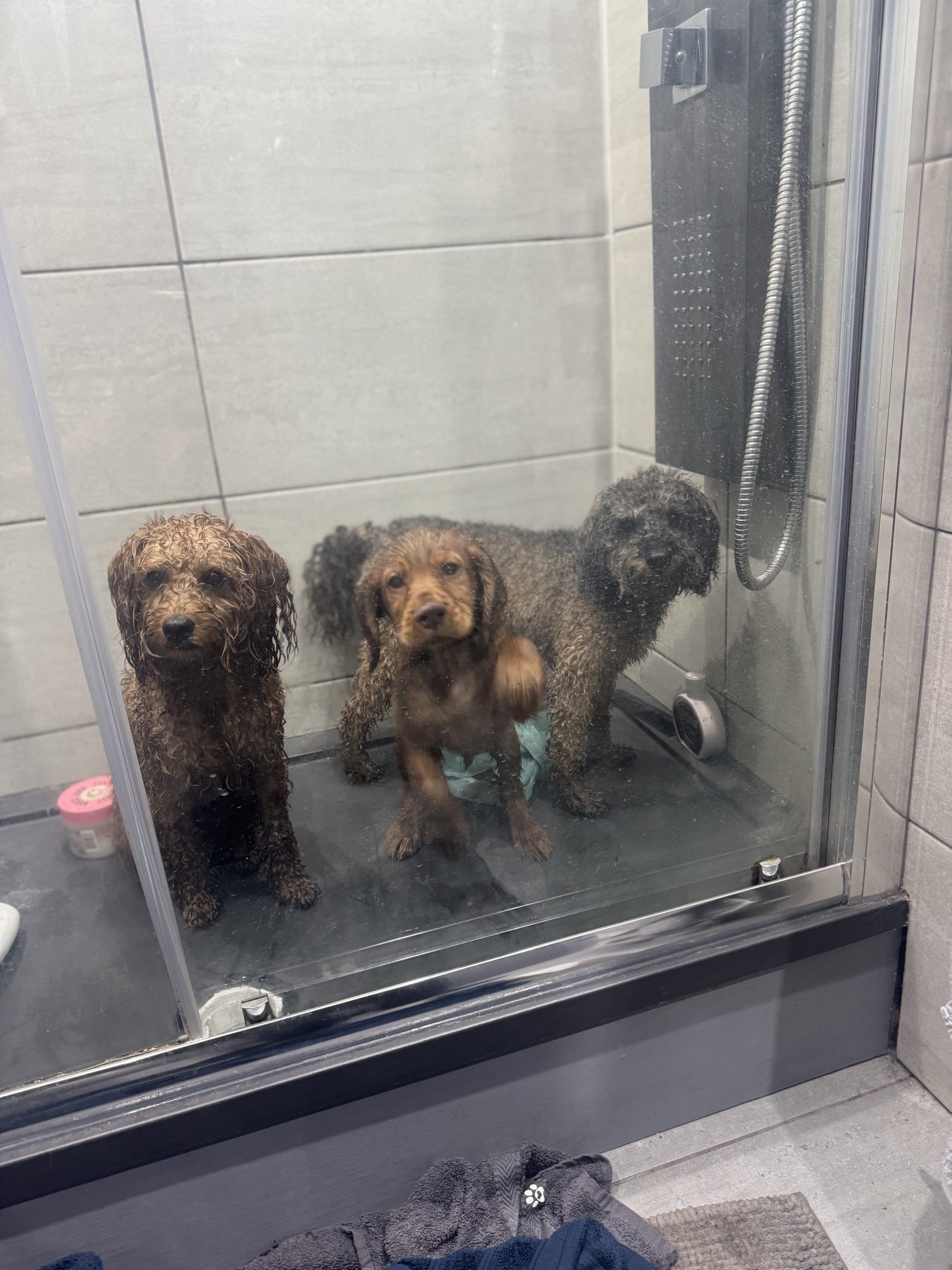 Wet Working Cocker Spaniel and Cockapoo / Maltipoo
