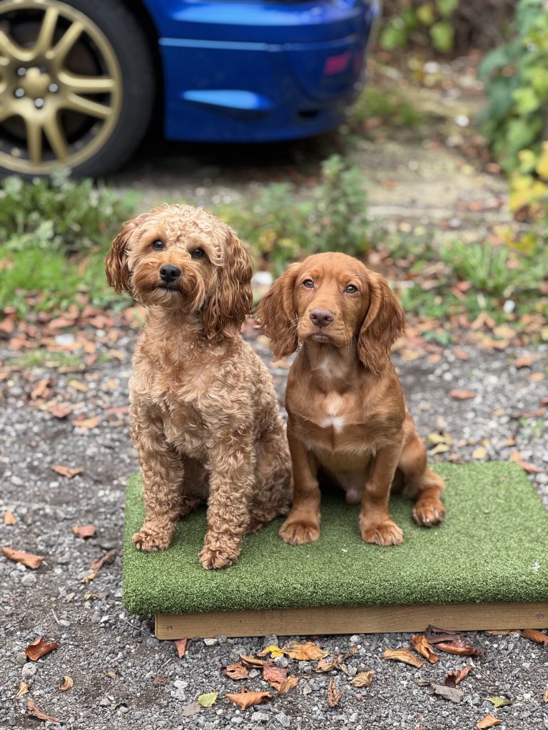 Teaching the Bed Command: How I’m Training My Working Cocker Spaniel Puppy (and His Big Breakthrough)