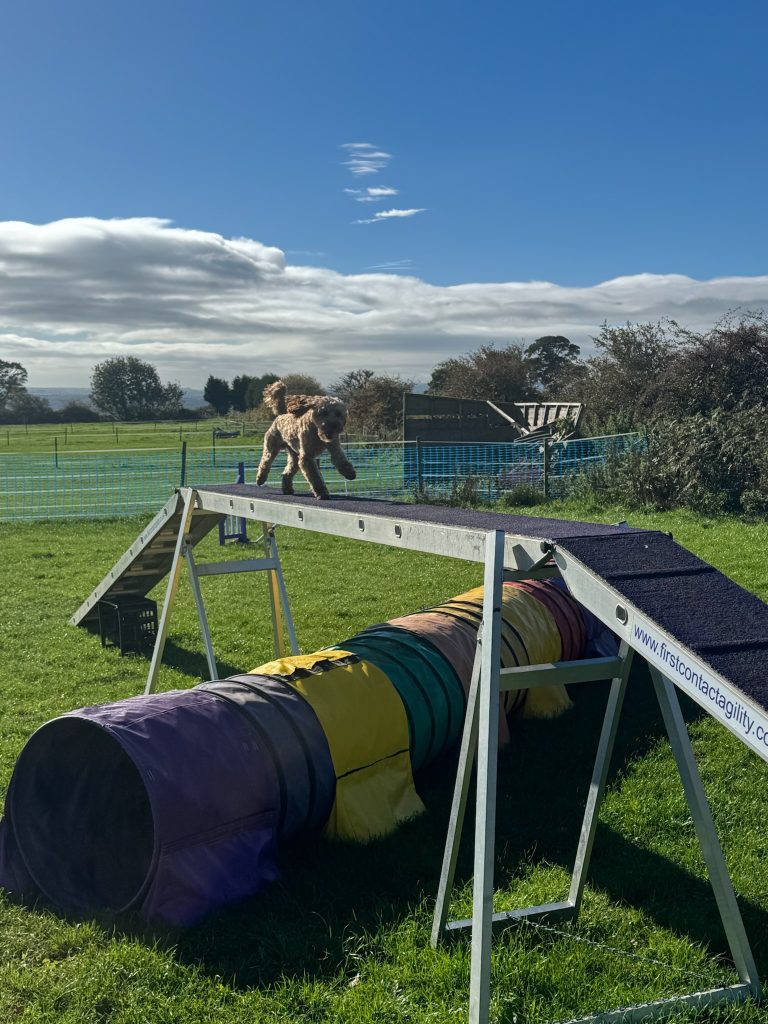 Dog Agility Stop Contacts Made Simple: Training the Dog Walk with a Lower Drive Dog