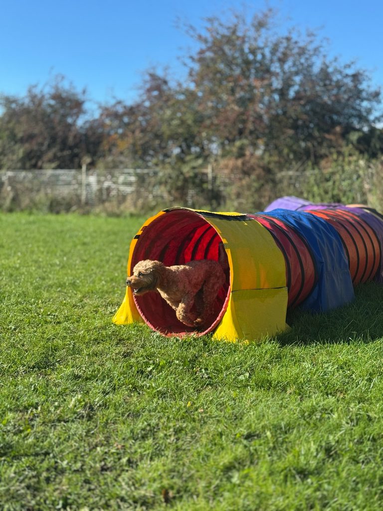 From Chilled to Charged: How I Get My Low-Drive Dog Ready to Run Agility