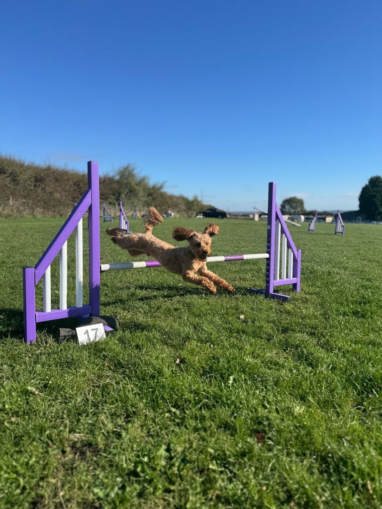 What Is Dog Agility? How I Got Started and Why You’ll Love It Too