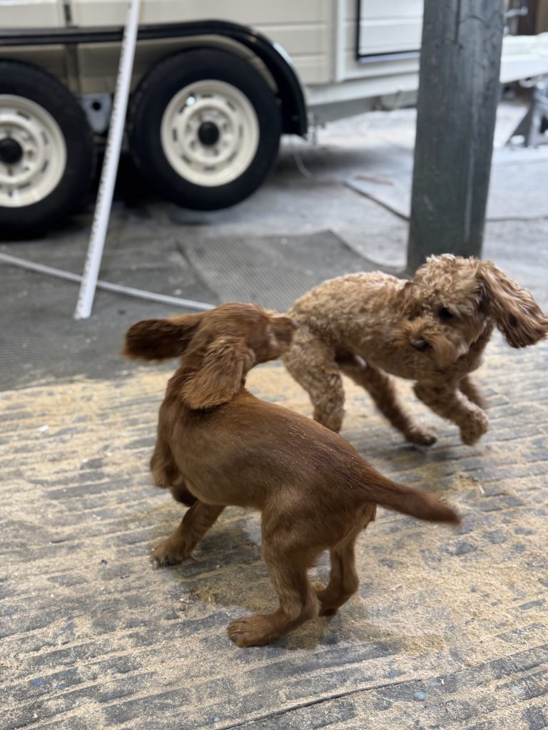 Toilet Training a Puppy with a Crate – What Worked for My Working Cocker Spaniel
