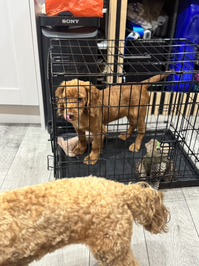 working cocker spaniel