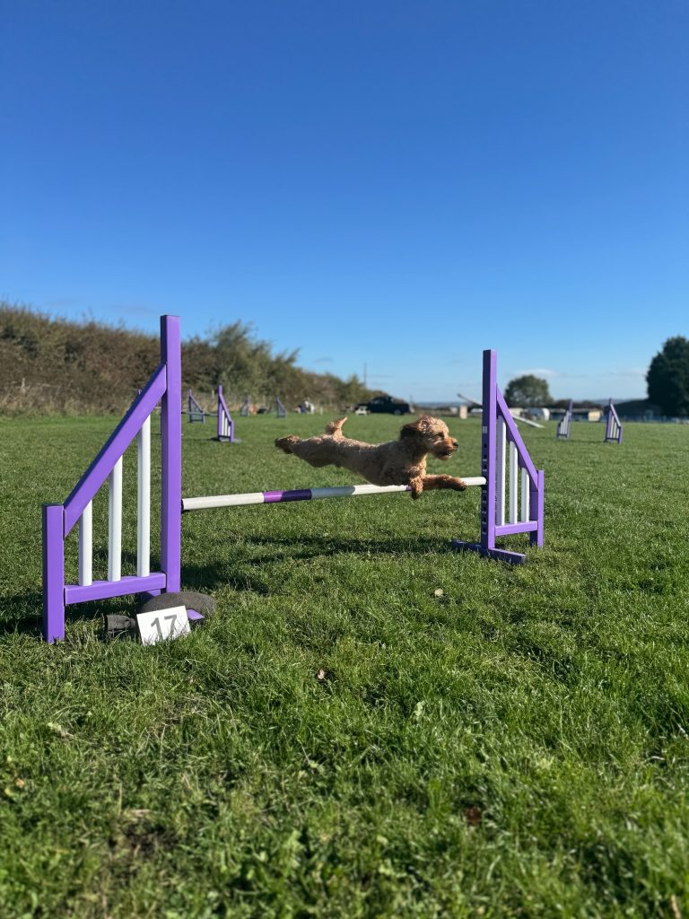 What to Expect at Your Dog’s First Agility Show (And How We Handled It)